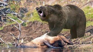 THIS IS HOW BEARS HUNT