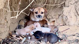 Incredible! 12 dogs  live in a forest den, and the strong dog  mom actually raised her pups. 