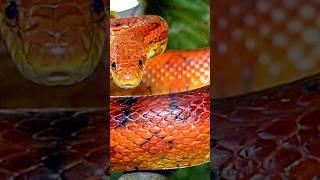 beautiful snake #snake #animals #factsinhindi