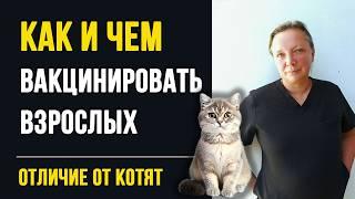 Чем отличается вакцинация котят от взрослых кошек. Советы ветеринара с 20 летним опытом