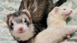 FuffyFerrets is going live!