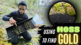 can i use MOSS in my sluice box to find GOLD?