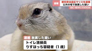 脱糞の疑いでリスを逮捕。【りすほっちニュース】【リチャードソンジリス】