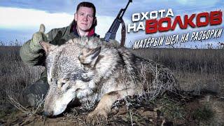 охота на волка.МАТЕРЫЙ ШЕЛ НА РАЗБОРКИ.wolf hunting.wolfsjagd