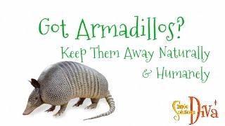 SimpleSolutionsDiva.com: Got Armadillos? Keep Them Away Naturally & Humanely