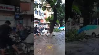 Nature’s Fury in Ladyhill: Uprooted Trees After Heavy Rainfall #shorts