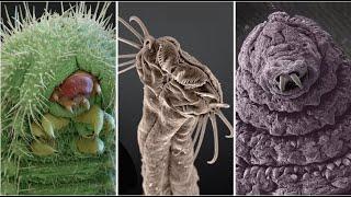 Astonishing Electron Microscope Images