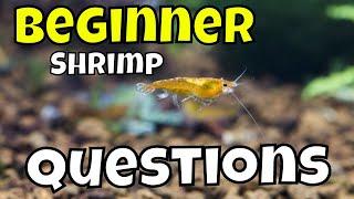 Beginner Shrimp for Freshwater Aquariums