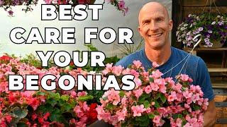 Best Care Tips for Your BEGONIAS - Talking About Tuberous & Hiemalis Begonias