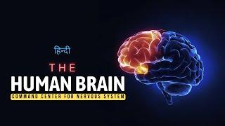 The Human Brain - Command Center for Nervous System - [Hindi] - Infinity Stream