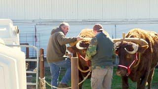 Oxen at Work