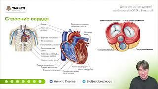 Кровеносная система от А до Я