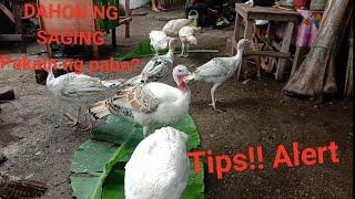 Dahon ng Saging pakain ng Pabo/ Turkey | tipid tips | ClaudeCast Tv