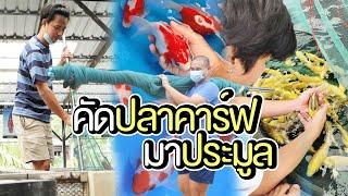 คัดปลาคาร์ฟ ที่นิมิต โค่ย ฟาร์ม ลากอวนทั้งฟาร์ม !!! | The PETTO EP.135