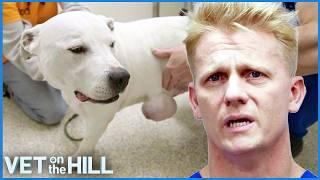Removing A Massive Lump From Rescue Dog's Abdomen 