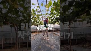 키키키키키키컸으면 #포도밭 #농작업화 #농작업 #포도순 #순따기 #청년농부 #농촌일상 #와농 #포도원 #포도농장