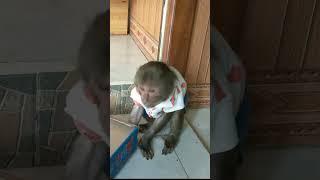 So funny! kuku stuck in the barrel #babymonkey