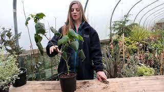 Pruning abutilons - Burncoose Nurseries