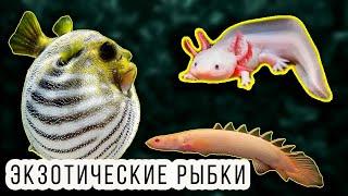 АКВАРИУМНЫЕ РЫБКИ НЕ ДЛЯ НОВИЧКОВ!