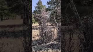 Majestic Deer Roaming Freely in the Forest Wild