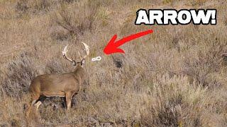 18 pt Buck Public Land Bow Hunting from the Ground | EPIC!!