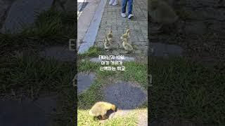 점심시간 아기거위와 산책하는 학교