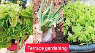 Terrace gardening || Home gardening ||  Organic Terrace Gardening || Madhu's Bommarillu || #Shorts