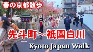 Kyoto Japan Walk/Narrow streets and riverside in downtown areas/March 21 2024 先斗町〜祇園白川周辺を歩く