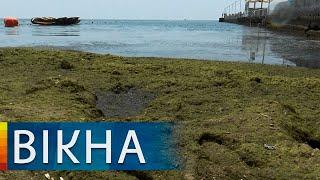 Algae attack: why Odessa beaches have become a dangerous area | Вікна-Новини