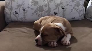 HORLAYAN AMERİKAN STAFFORDSHİRE TERİYERİ /HANEMİZE HOŞGELDİN THOR