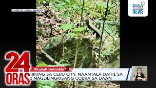 Hiking sa Cebu City, naantala dahil sa 2 naglilingkisang cobra sa daan | 24 Oras