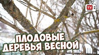 Плодовые деревья после зимы  Какого они требуют ухода?  Советы садоводам