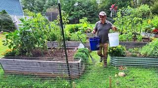 Late Summer Garden Harvest