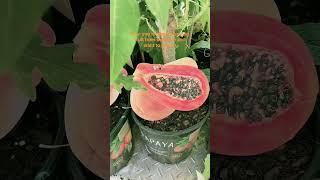 Homegrown fruit delight: fresh plants for your garden #fruitplants