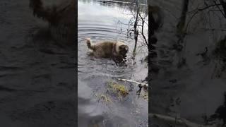 Кавказец морж #animal #собака #dog #животные #doglover #animaldog
