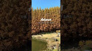 서울근교 이국적인 단풍 여기어때!? #단풍 #단풍명소 #한국외대 #명수대 #autumn #maple #메타세콰이어길 #korea