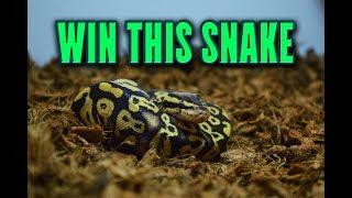 2019 BALL PYTHON GIVEAWAY! You'll LOVE these genes.