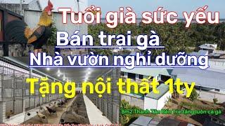 Xót xa Bán trang trại gà bạc tỷ ở bến tre vì tuổi già sức yếu ai thấy củng mê tặng nội thất hơn 1 tỷ