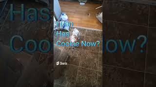 Cute Doggo Asking For a 