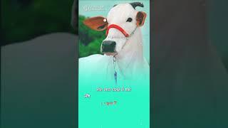R.j jaat