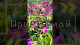 Какие сюрпризы вам преподнес этот май? У нас вот снег выпал, после того, как всё зацвело 🫣️