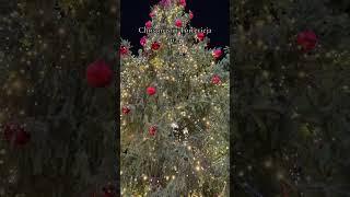 Christmas in Torrevieja 2024. #short #shortvideo