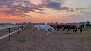 Horses