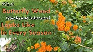 What Butterfly Weed (Asclepias tuberosa) Looks Like in Each Season