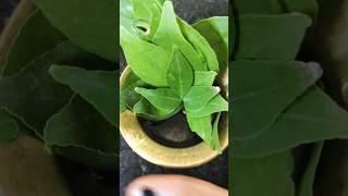 21 June Yogini Ekadashi per Jarur karen yeh achuk upay Lakshmi Prapti ke liye