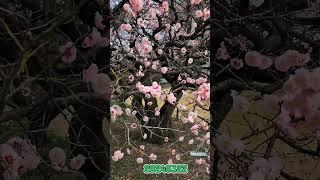 홍매화(박형렬)#shorts#홍매화#전남대홍매2024-6