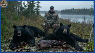 How Do Alaskan Hunters Deal With Thousands of Ferocious Black Bears | Hog Hunting