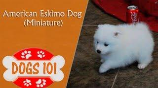 Dogs 101 - MINI AMERICAN ESKIMO - Top Dog Facts About the MINIATURE AMERICAN ESKIMO