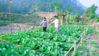 Sustainable Development, GREAT Organic Vegetable Garden, Building A Kitchen Roof Like An Engineer