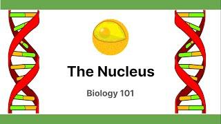 The Nucleus | Biology101